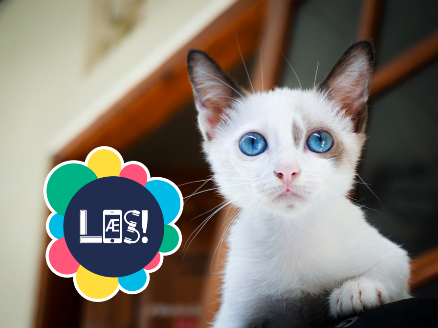 Lille hvid kat med blå øjne kigger mod kameraet